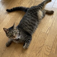 きなこ