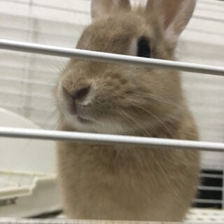うさぎの里親募集してます