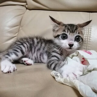 里親決定。後ろ足に少しハンデのあるガルボくん