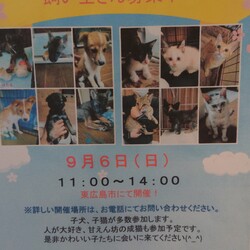 犬猫譲渡会