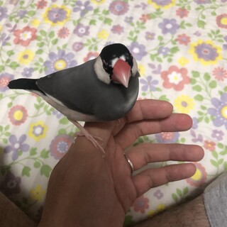 桜文鳥の里親募集