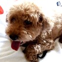 甘えん坊なトイプードルです♪(募集一時停止)