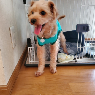 甘えん坊さんのラナちゃん♡