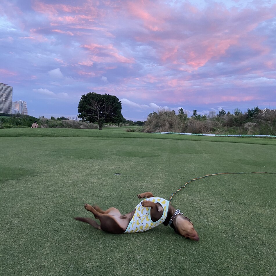 りくのカバー写真