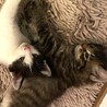 生後２ヶ月の兄弟カフェくんとオレくん♪ママ猫も♪ サムネイル3
