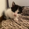 生後２ヶ月の兄弟カフェくんとオレくん♪ママ猫も♪ サムネイル4