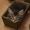 生後２ヶ月の兄弟カフェくんとオレくん♪ママ猫も♪ サムネイル5