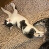 生後２ヶ月の兄弟カフェくんとオレくん♪ママ猫も♪ サムネイル6