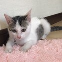 2ヶ月半の元気いっぱいの女の子です