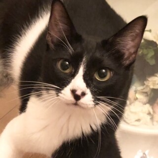 トライアル中になりました。