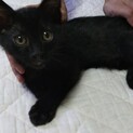 半長毛？おっとりした黒猫の男の子です