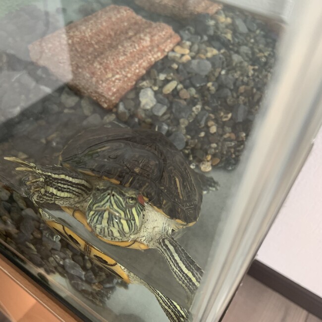 hikaharuのカバー写真