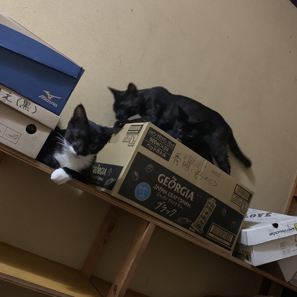 本田綾乃のカバー写真