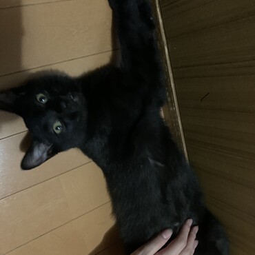 甘えん坊の黒猫ちゃんです！