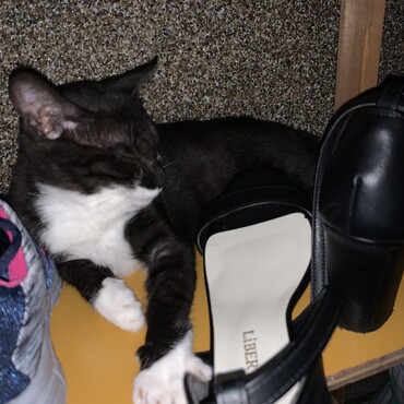 手袋にゃんこのメス猫です！