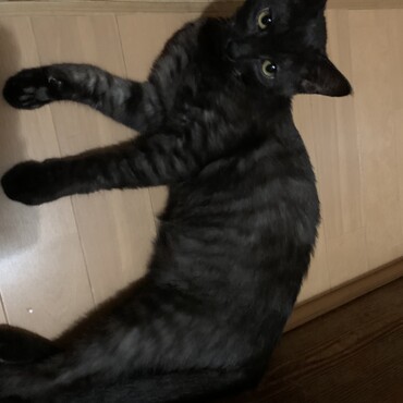 やんちゃで甘えん坊なヘビースモークタビー(柄)の猫です！