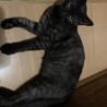 やんちゃで甘えん坊なヘビースモークタビー(柄)の猫です！