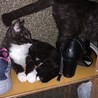 柄はこんな感じです
