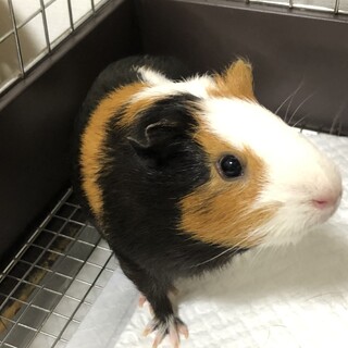 ★甘えん坊で食いしん坊の女の子です★