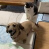 れれましゅ