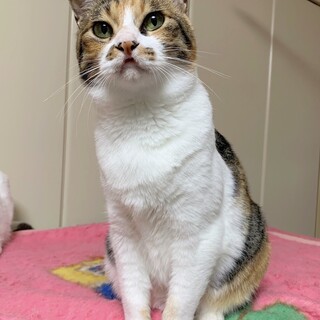 穏やかで人懐っこい時雨ちゃん