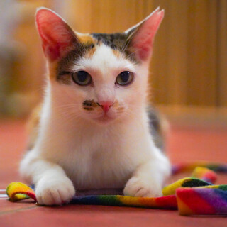 トライアル決定しました^_^綺麗な三毛猫。