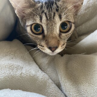 まんまるお目目に大きなお耳が可愛い、とらちゃん