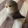 ぷこちゃん