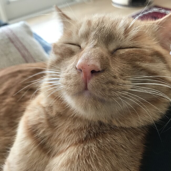 yumitaronokisekiのカバー写真