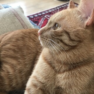 茶トラの甘えん坊な男の子！