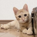 ちょいレア！？茶トラ女子チャコちゃん