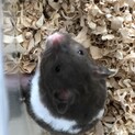 シリアンハムスター　パンダ　♂