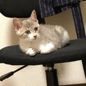 サバトラの子猫♀の里親募集します。