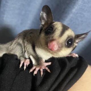 募集中止中です