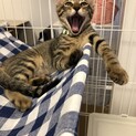 イケニャンのカシューです。