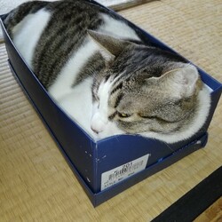 「ふく誕生日」サムネイル2