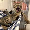 イケニャンのキジ子猫カシューです。