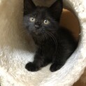 ふわふわ長毛な黒猫♡もこちゃん