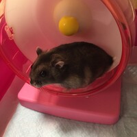 シトロン