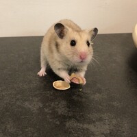 ごま