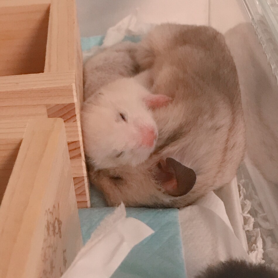 ごまのカバー写真
