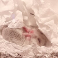 ちびごま