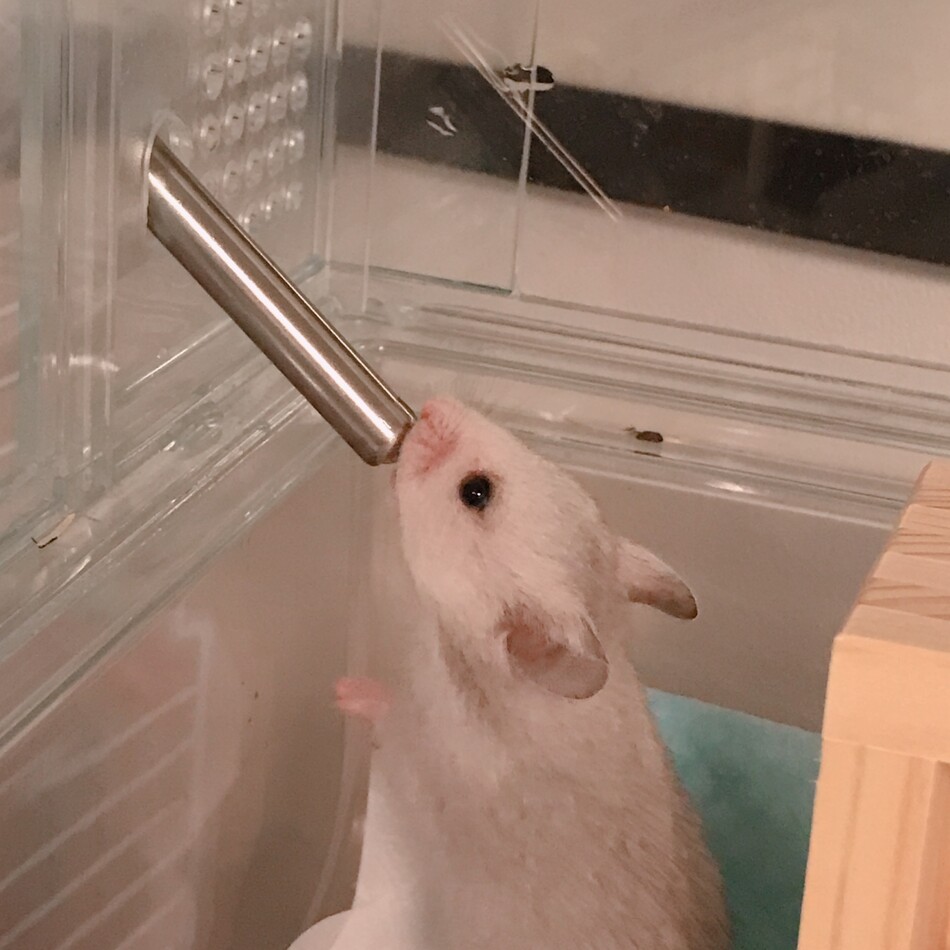 ちびごまのカバー写真