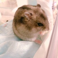 みい