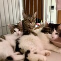 竹藪で保護した仲良し兄妹