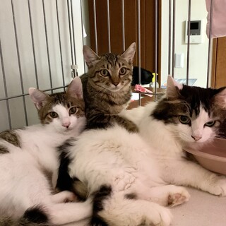 竹藪で保護した仲良し兄妹