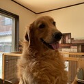 ゴールデン5歳いつも笑顔の桜子です。
