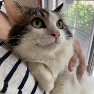 ふわふわの小さな男の子ダイヤ