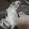 長毛種の赤ちゃんゴールデンハムスター里親様募集 サムネイル6
