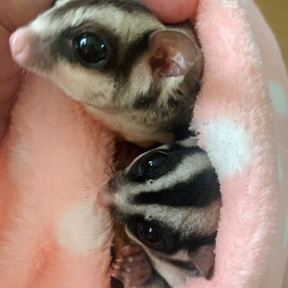 里親様、決定致しました☆ありがとうございました☆